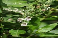 Justicia betonica var. betonica